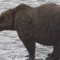 VIDEO: Bekpak pobednik ovogodišnje Nedelje debelih medveda na Aljasci