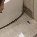 Beograđanka pronašla srebrnu ribicu u kupatilu: Pita se odakle tu, a ako se pojave u vašem domu, ovo je znak šta nije u redu…