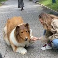 Japanac „postao pas“ – potrošio 13.000 evra, rezultati zbunili i pse (VIDEO)