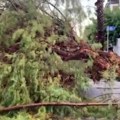 Nevreme u Grčkoj: Drveća počela da padaju u oluji, ljudi bežali glavom bez obzira (foto)