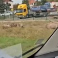 "Mole se komšije da vrate odbegle svinje" Snimak iz Pećinaca napravio haos na mrežama! (video)