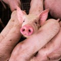 Albanija zabranila uvoz svinja iz S. Makedonije zbog pojave afričke kuge
