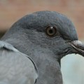 Policija pustila na slobodu goluba osumnjičenog za špijunažu
