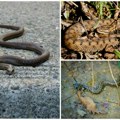 Razlikujete li zmije? Samo tri spadaju u otrovnice, čak sedam nisu; Evo koja je razlika u ujedu; Piton u prirodi znači da je…