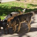 Dramatični slučaj u Nišu: Muškarac optužen za zlostavljanje devet pasa