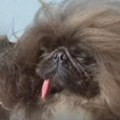 Pekinezer Vajl Tang izabran za najružnijeg psa na svetu, kući odšetao sa 5.000 $ (VIDEO)