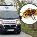 Kad vidite stršljena, ovo nikako ne radite: Ako vas ujedu, tu ne staju! Jedna grupa ljudi je u najvećem riziku od smrtnog…