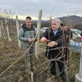 Sveti Trifun u Miljkovcu: Vinogradari obeležili praznik tradicionalnim orezivanjem