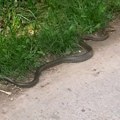 Opet zmija u Kragujevcu: Snimljena kako se migolji u blizini ambulante, zavlači se između pukotina