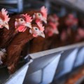 Opasna epidemija se širi na severu Evrope: Zbog veoma zaraznog virusa 150.000 pilića ide na eutanaziju