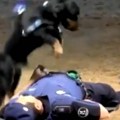 Пас Пончо дотрчао до полицајца који се срушио и кренуо са реанимацијом: Снимак постао виралан и распаметио све