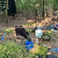 (Foto, video) Policija upala u laboratoriju droge u Grockoj, pohapsili dilere dok su seckali marihuanu, zaplenjeno čak 30…