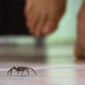 Počela je sezona paukova: Nekoliko jednostavnih trikova može da ih zadrži van kuće