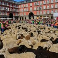 Neverovatne scene u Madridu: Hiljade ovaca i koza preplavile centar španske prestonice
