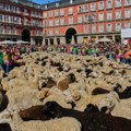 Neverovatne scene u Madridu: Hiljade ovaca i koza preplavile centar španske prestonice
