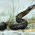 Dečaka iz Svilajnca ujela zmija otrovnica, nakon protivotrova stanje stabilno