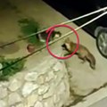 Hit snimak: Nadmudrivanje lisice i mačke u centru Ivanjice (VIDEO)