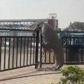 (Видео) Шокантан призор Крокодил покушава да прескочи ограду и врати се у реку