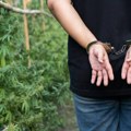 Pet tona marihuane zaplenjeno u selu kraj Kruševca: Dosad najveća zaplena u Srbiji