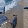 Ipak je ajkula! Jeza u čuvenom grčkom letovalištu: Delfin isplivao unakažen, srpski profesor analizirao ujed
