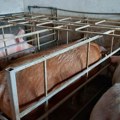 U Srbiji 36.101 svinja uginula zbog afričke kuge, virus zabeležen u sedam opština