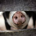 U Bosni i Hercegovini potvrđena afrička svinjska kuga na 560 imanja
