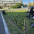 U Novom Sadu počela jesenja sadnja 100.000 komada cveća (AUDIO)