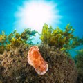 Nova vrsta morskog puža otkrivena u vodama Velike Britanije