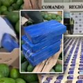 Zaplenjeno 1,7 tona kokaina u Kolumbiji: Robu vrednu 50 miliona dolara krili u kontejnerima s avokadom
