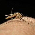 Rani simptomi denga groznice: Javljaju se nakon 4 dana od ujeda, turistima poseban oprez