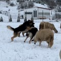 Sneg nije oterao gorštake iz katuna na Pešteri, još uvek napasaju stada