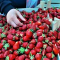 Ministarstvo poljoprivrede: Jagode iz rasff upozorenja nisu gajene u Srbiji, sprovedena laboratorijska analiza