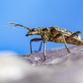 Stigla i naučna počast ivani Španović! Novootkrivena vrsta insekta dobila ime po velikoj šampionki