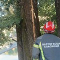 Drama u Prijepolju: Grom rascepio stablo od 30 metara, meštani u strahu