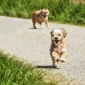 Pomoću DNK testa identifikovaće vlasnike pasa koji ne čiste za njima
