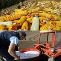 Đubrivo za setvu se može nabaviti u razmeni s Robnim rezervama Poljoprivrednici veštak za proleće mogu platiti i kukuruzom…