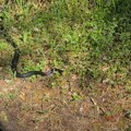 Na Krku se pojavile zmije koje se čudno ponašaju; Reč je o sezoni parenja