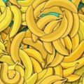 Imate li oko sokolovo? Samo 1% ljudi pronađe skrivenu životinju među bananama - da li ste i vi među njima?