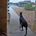 Horor u dvorištu Besni doberman prestravio komšije - policija zatekla prizor koji ledi krv u žilama! (video)