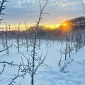 ​Podjelički voćnjaci pod belim pokrivačem i ledom: Dok mraz steže na -14 stepeni, voćari i struka saglasni - idealni uslovi za…