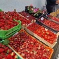 Dani jagode u Karađorđevcu: Za poljoprivredu ove godine 179,4 miliona dinara