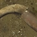 VIDEO: Rekordno nizak Dunav u Bugarskoj otkrio kosti mamuta