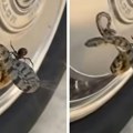 Snimili crnu udovicu kako jede zmiju: Prizor je neverovatan! Pogledajte gde je isplela mrežu