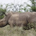 Horor u zološkom vrtu, nosorog ubio radnicu: Zver teška gotovo dve tone napala ženu, teško povredila čuvara
