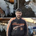 Telegraf na Krčedinskoj adi: Spaseno 110 krava, a Pavle otkriva šta ih čeka i kako će spasti preostalu stoku