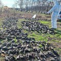 Na oranicama kod kikindskog sela Nakovo pronađeno više od 800 mrtvih ptica