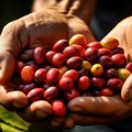 Arabika iz peruanske oblasti Chanchamayo – jedna od najbolje čuvanih tajni u svetu kafe
