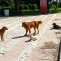 Tužan prizor u Ivanjici, neko je otrovao tuđe pse: Jedan čak imao mladunce kod kuće