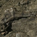 Tajna masovne grobnice dinosaurusa na 'Reci smrti' u Kanadi