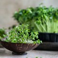 Cena ove salate ide i do 3.000 dinara po kilu: Šta treba znati o njenoj proizvodnji